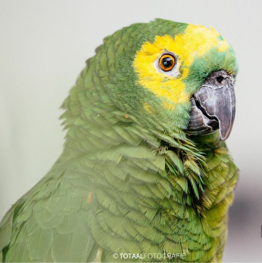 vrijgesteld Primitief Spreek luid Amazone papegaai - Papegaaien info