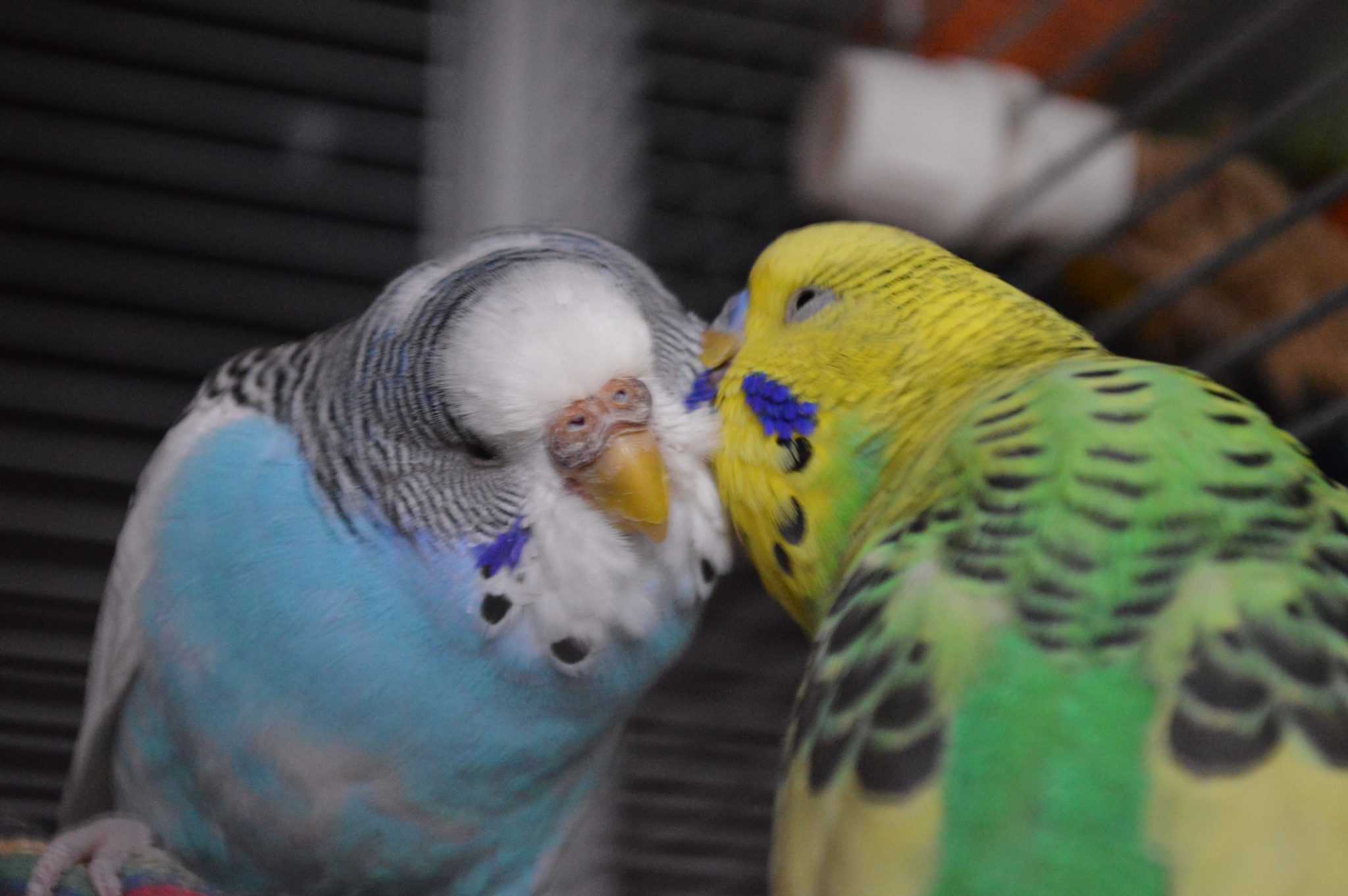 Parkieten - Papegaaien info